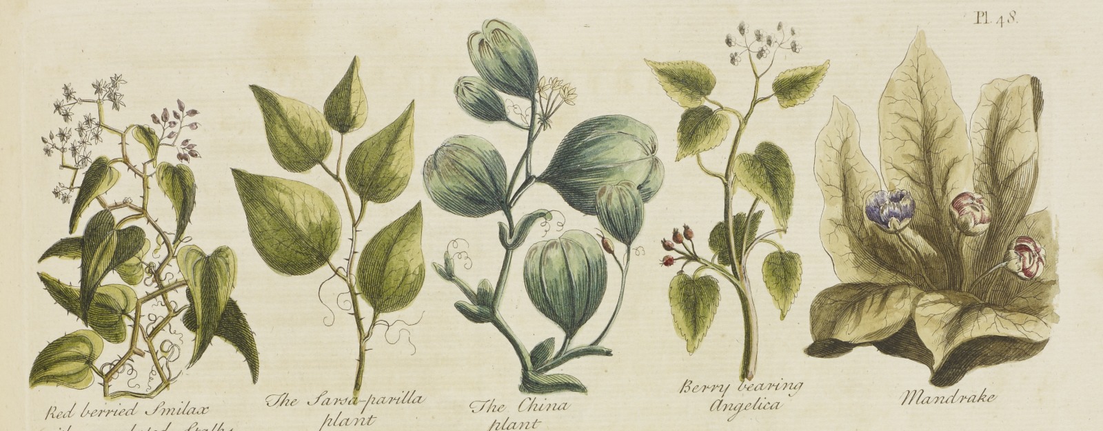 Detail of an illustration showing various garden herbs, from the book by John Hill 'The British herbal: an history of plants and trees, natives of Britain, cultivated for use or raised for beauty' (RCIN 1052134)