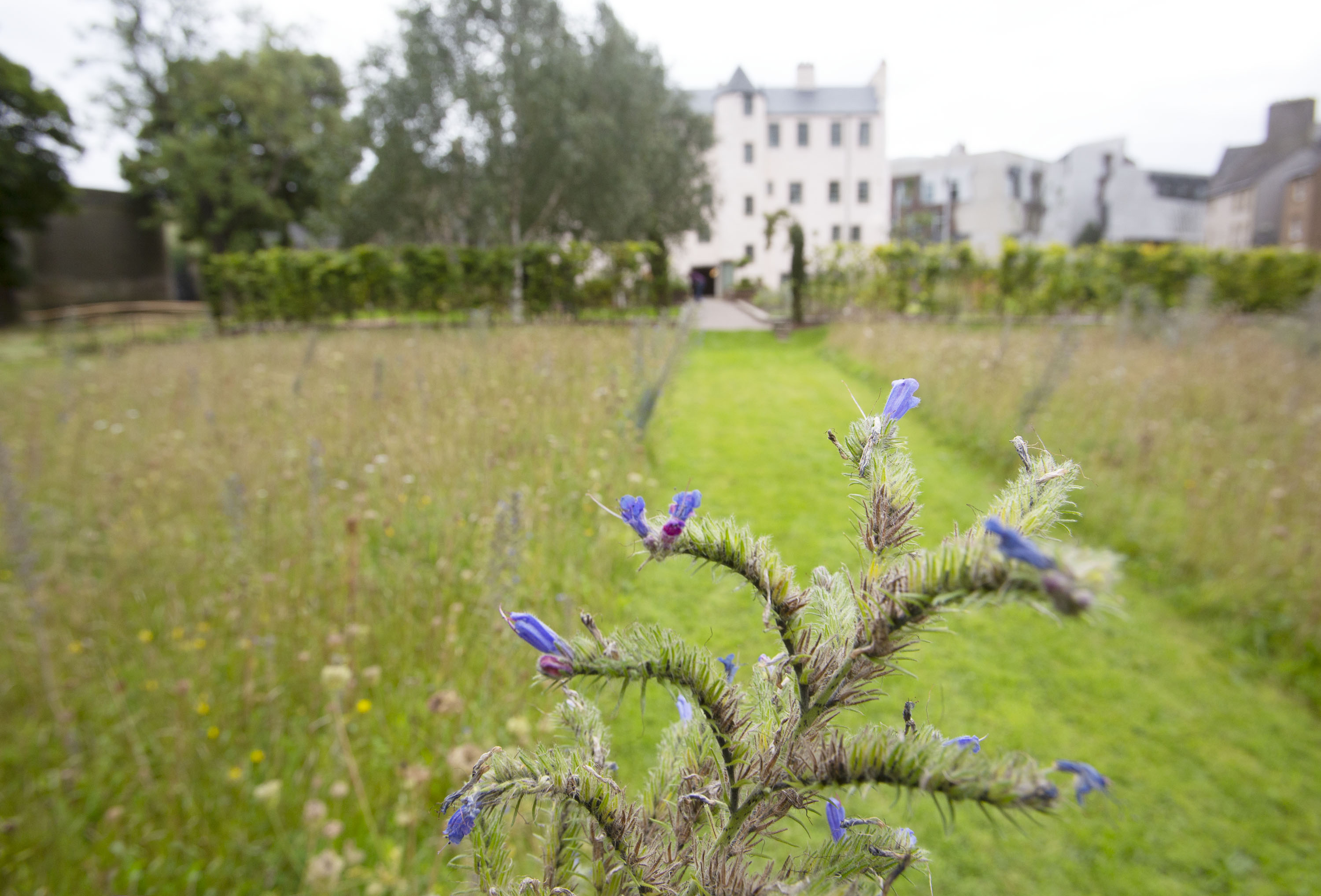 Physic Garden at the Palace of Holyroodhouse