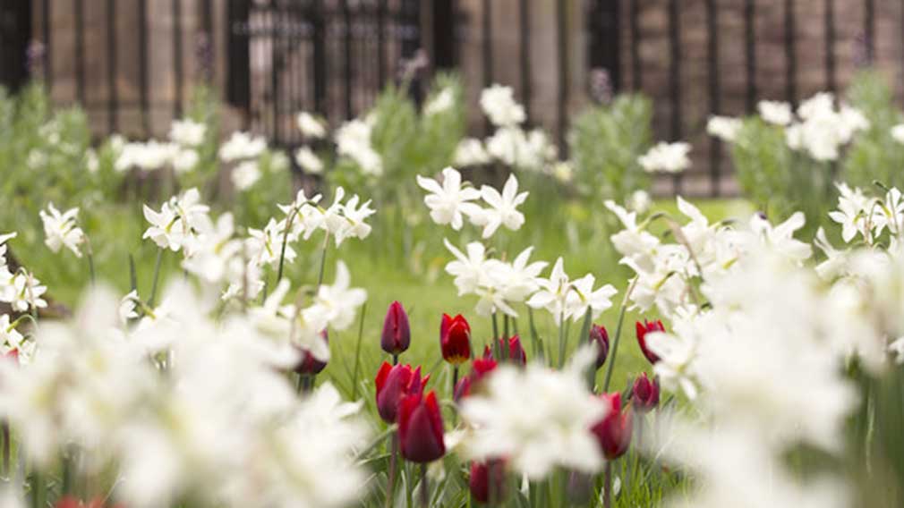 Flowers in a garden