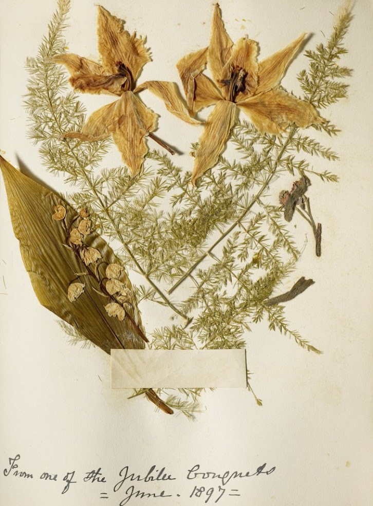 pressed flowers