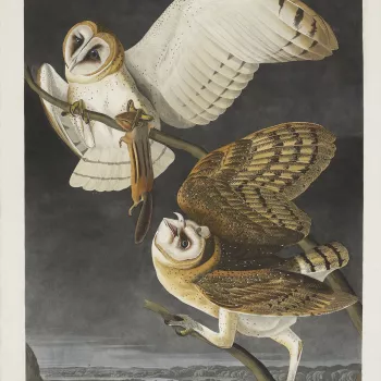 John James Audubon (1785-1851) was a self-taught artist specialising in ornithological (bird) paintings and is most famous for his magnificent double-elephant folio,&nbsp;The Birds of America, published between 1827 and 1838, which consists of 435&nbsp;ha