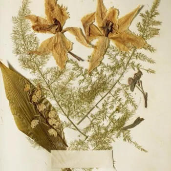 pressed flowers