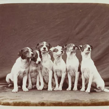 Photograph of some of Queen Victoria's pet dogs, all small terriers. They are sitting in a line with a cloth draped behind. The dogs are Wat, Dot, Teazer, Slip, Fly and Nip. Details about their paternity are recorded in the album.