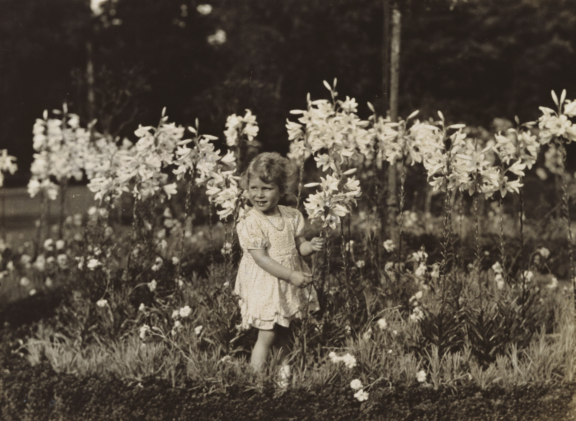 In 1929 Princess Elizabeth was photographed by her father, the future King George VI, standing in front of a group of Madonna lilies, lilium candidum. The photograph was taken at St Paul’s Walden Bury, the Hertfordshire home of the Princess's maternal g